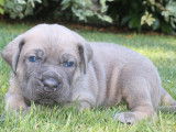 7 chiots Cane Corso LOF à réserver