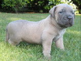 7 chiots Cane Corso LOF à réserver