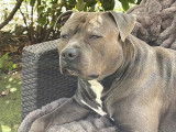 Mâle American Staffordshire Terrier disponible pour saillie