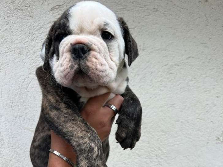 Deux chiots Bulldog Continentals LOF à réserver