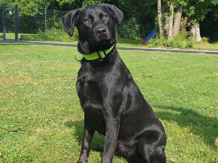 Chienne Labrador de 3 ans à adopter