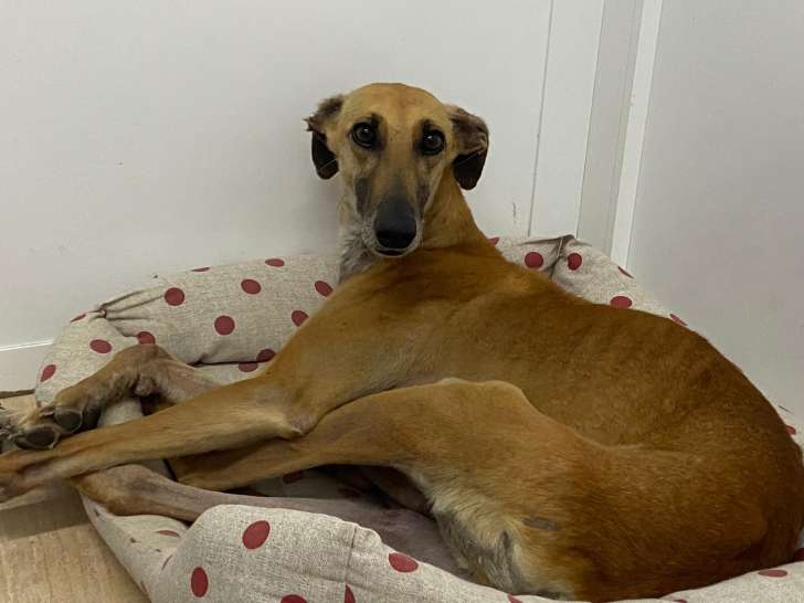 Chienne de 2 ans à donner