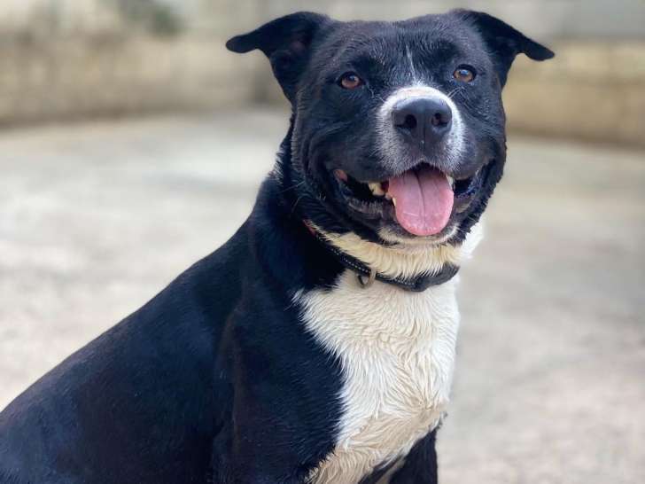 Chien d'un an à donner