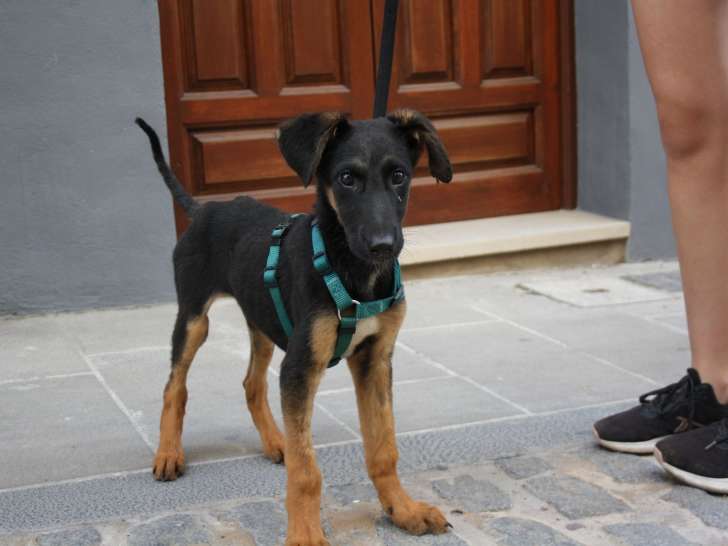 Chiot mâle de 4 mois à adopter