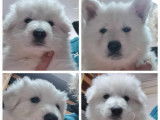 Chiots Berger Blanc Suisse LOF Label Or