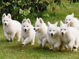 Chiots Berger Blanc Suisse LOF Label Or