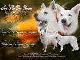 Chiots Berger Blanc Suisse LOF Label Or