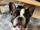 Mâle Bouledogue Français disponible pour saillie