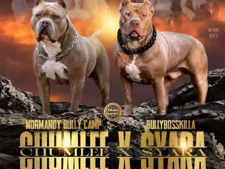 Chiots American Bully à vendre