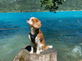 Mâle Cavalier King Charles Spaniel blenheim pour saillie