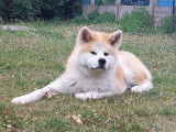 Mâle Akita Inu LOF pour saillie