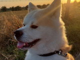 Mâle Akita Inu LOF pour saillie