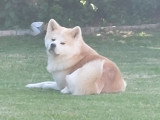 Mâle Akita Inu LOF pour saillie