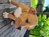 Chiots American Bully standard à vendre