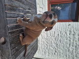 Chiots American Bully standard à vendre