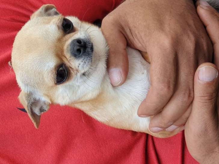 1 chienne Chihuahua LOF disponible à la vente