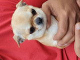 1 chienne Chihuahua LOF disponible à la vente