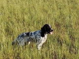 À vendre, 1 chienne Setter Anglais LOF