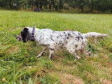 À vendre, 1 chienne Setter Anglais LOF