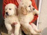 8 chiots Goldens Retrievers LOF à vendre