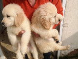 8 chiots Goldens Retrievers LOF à vendre