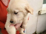 8 chiots Goldens Retrievers LOF à vendre