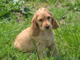 8 chiots Cockers Anglais LOF à vendre