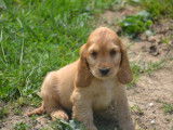 8 chiots Cockers Anglais LOF à vendre