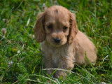 8 chiots Cockers Anglais LOF à vendre