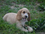 8 chiots Cockers Anglais LOF à vendre