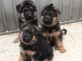 3 chiots Bergers Allemands LOF, disponibles à la vente