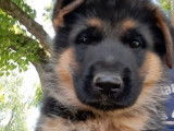 3 chiots Bergers Allemands LOF, disponibles à la vente