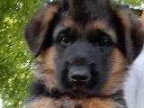 3 chiots Bergers Allemands LOF, disponibles à la vente