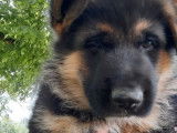 3 chiots Bergers Allemands LOF, disponibles à la vente