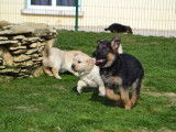 8 chiots Bergers Allemands LOF &agrave; r&eacute;server