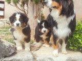 4 chiots Bergers Australiens LOF disponibles &agrave; la vente