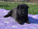 7 chiots Bergers Belges Malinois LOF disponibles à la réservation