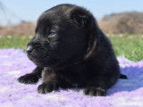 7 chiots Bergers Belges Malinois LOF disponibles à la réservation