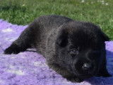 7 chiots Bergers Belges Malinois LOF disponibles à la réservation