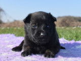 7 chiots Bergers Belges Malinois LOF disponibles à la réservation