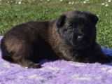 7 chiots Bergers Belges Malinois LOF disponibles à la réservation