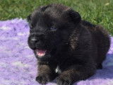 7 chiots Bergers Belges Malinois LOF disponibles à la réservation