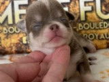 Des chiots Chihuahuas disponibles à la réservation
