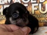 Des chiots Chihuahuas disponibles à la réservation