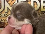 Des chiots Chihuahuas disponibles à la réservation