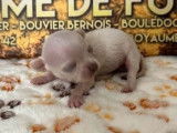 Des chiots Chihuahuas disponibles à la réservation