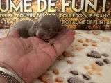 Des chiots Chihuahuas disponibles à la réservation