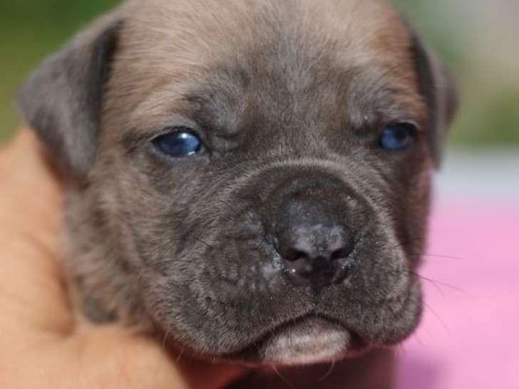 À réserver 11 chiots Cane Corso LOF