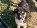 Mise à la vente d’un chiot Berger Australien LOF