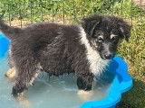 Mise à la vente d’un chiot Berger Australien LOF